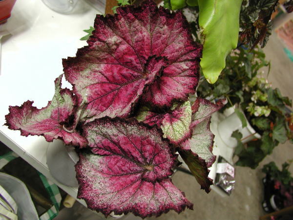 B. ‘Carmine Splash’